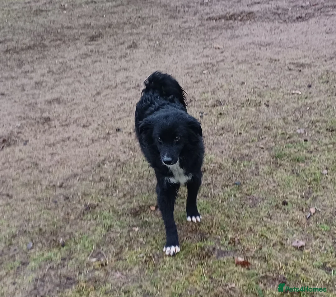Mixed Breed dogs for adoption: Meet MARK - a very Sweet Boy for a Loving Home - Advert 6