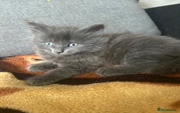 British Shorthair cats for sale: British short mix kitten  - Image 6