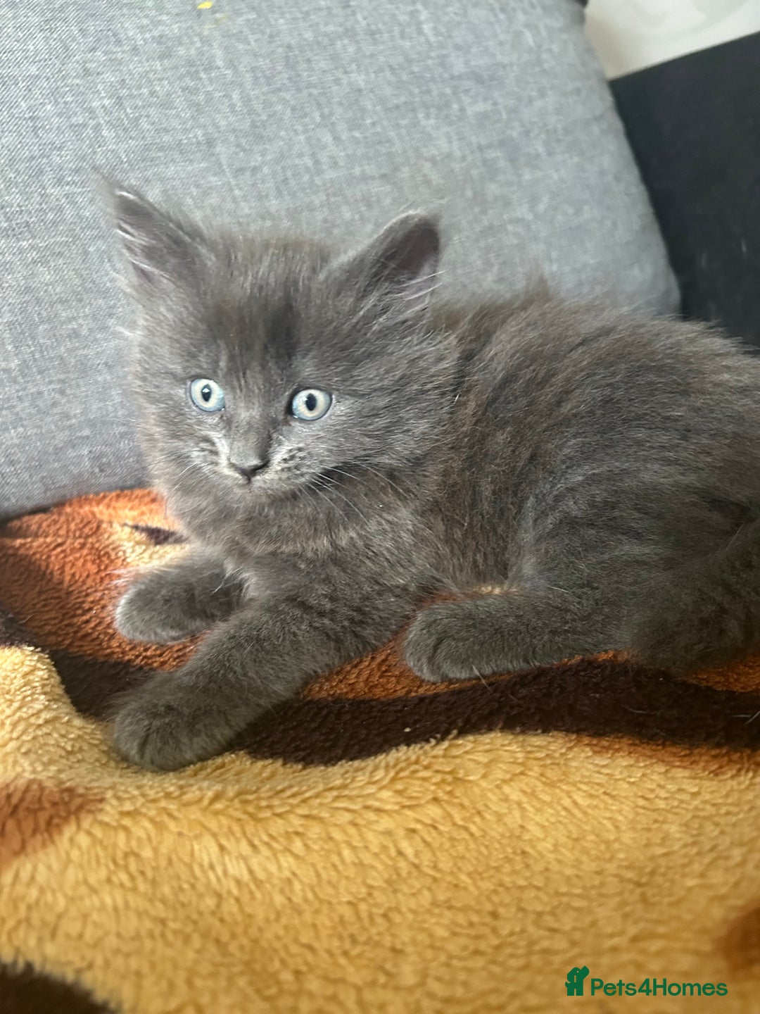 British Shorthair cats for sale: British short mix kitten  - Image 6