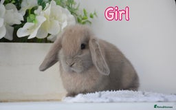 Mini Lop rabbits for sale: Beautiful pure mini lop bunnies  - Image 3