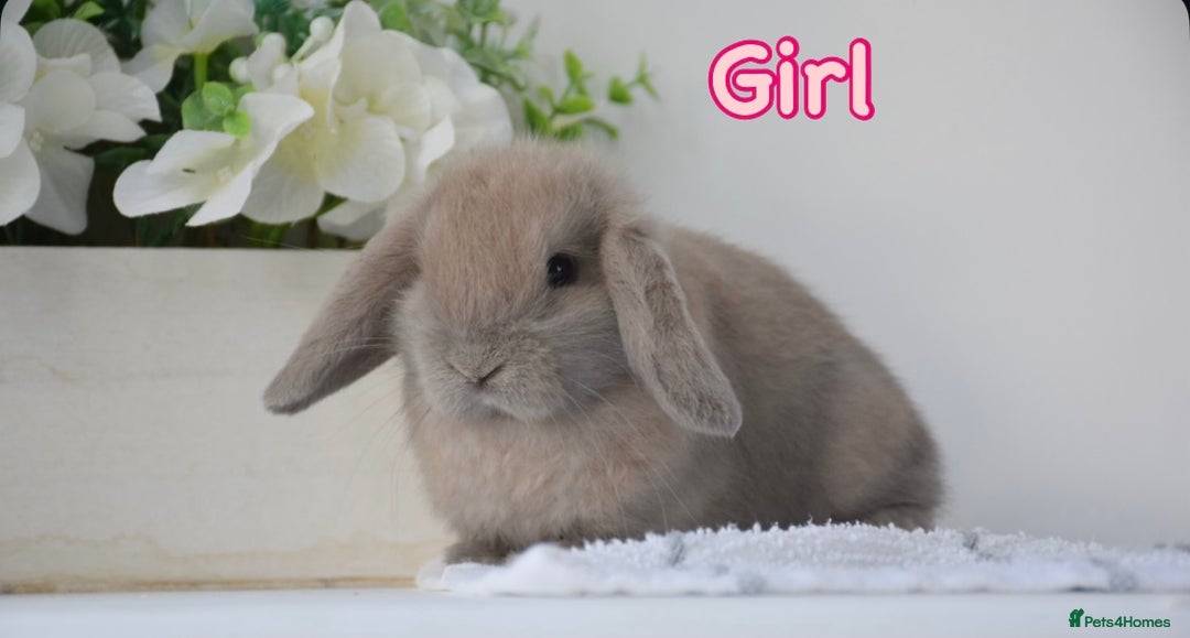 Mini Lop rabbits for sale: Beautiful pure mini lop bunnies  - Image 3