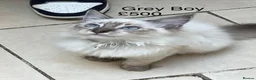 Ragdoll cats for sale: 💖Fabulous Pure Ragdoll Kittens Waiting for Love❤️ - Advert 11