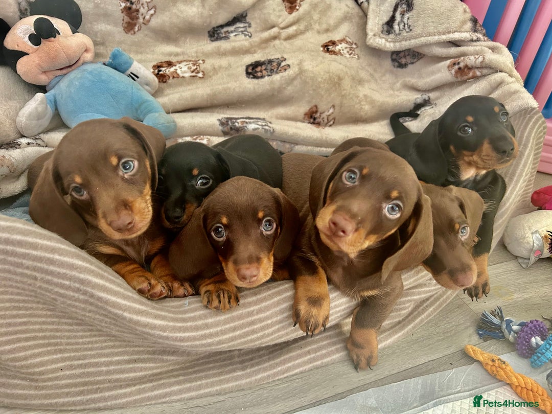 Dachshund dogs for sale: Dachshunds mini puppies   - Image 11