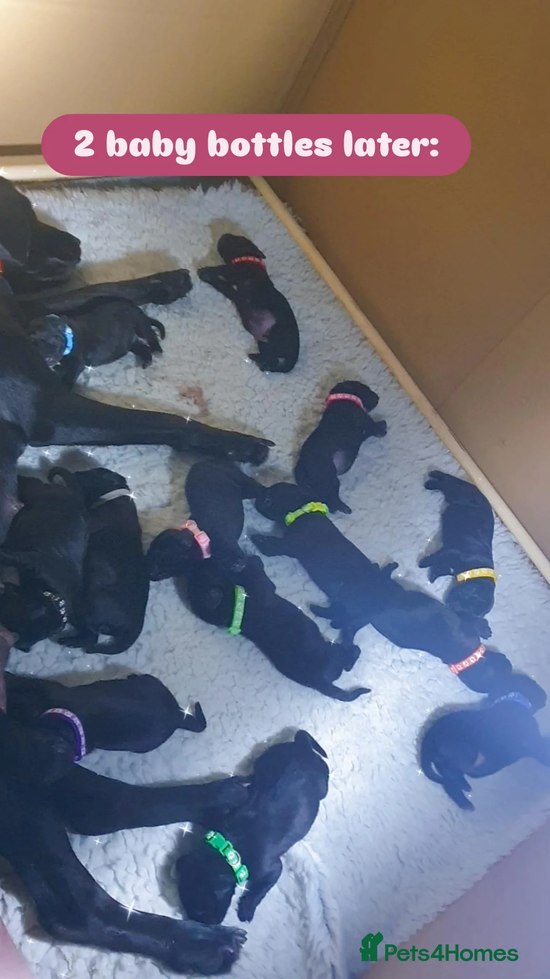 Mixed Breed dogs for sale: 9 Cheeky Labrador Cross Puppies for Sale ♡ - Image 9