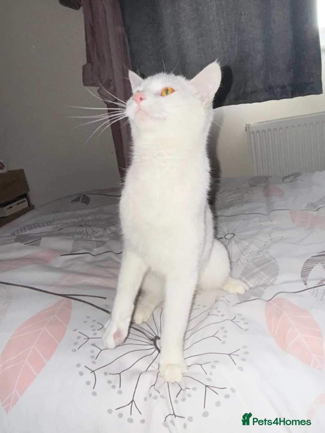 Mixed Breed cats for sale: Mother Cat and Kitten - Advert 1