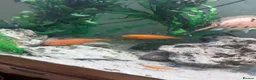 Cichlids fish for sale: Red zebra / orange malawi in South Shields - Advert 8