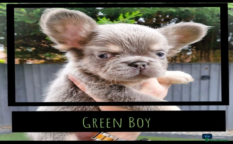 French Bulldog dogs - Advert 2