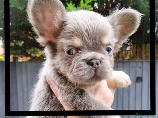 French Bulldog dogs - Advert 28