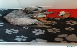 Cockapoo dogs for sale: Gorgeous cockapoo puppies F1B - Image 10
