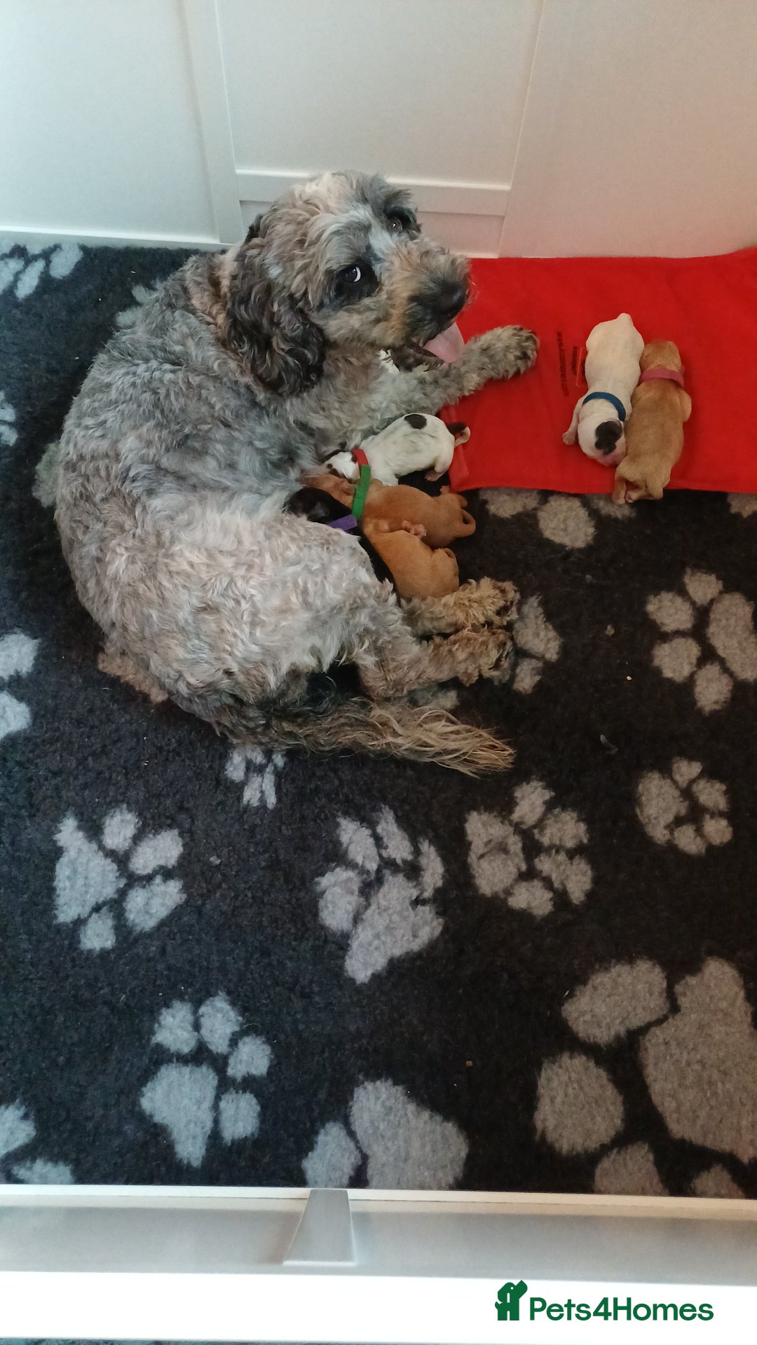 Cockapoo dogs for sale: Gorgeous cockapoo puppies F1B - Image 10