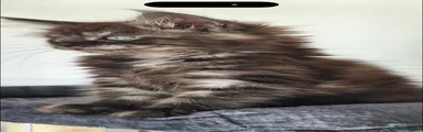 Maine Coon 3 