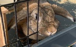 Mixed Breed rabbits for sale: Beautiful Mixed Girl Rabbit  - Image 3