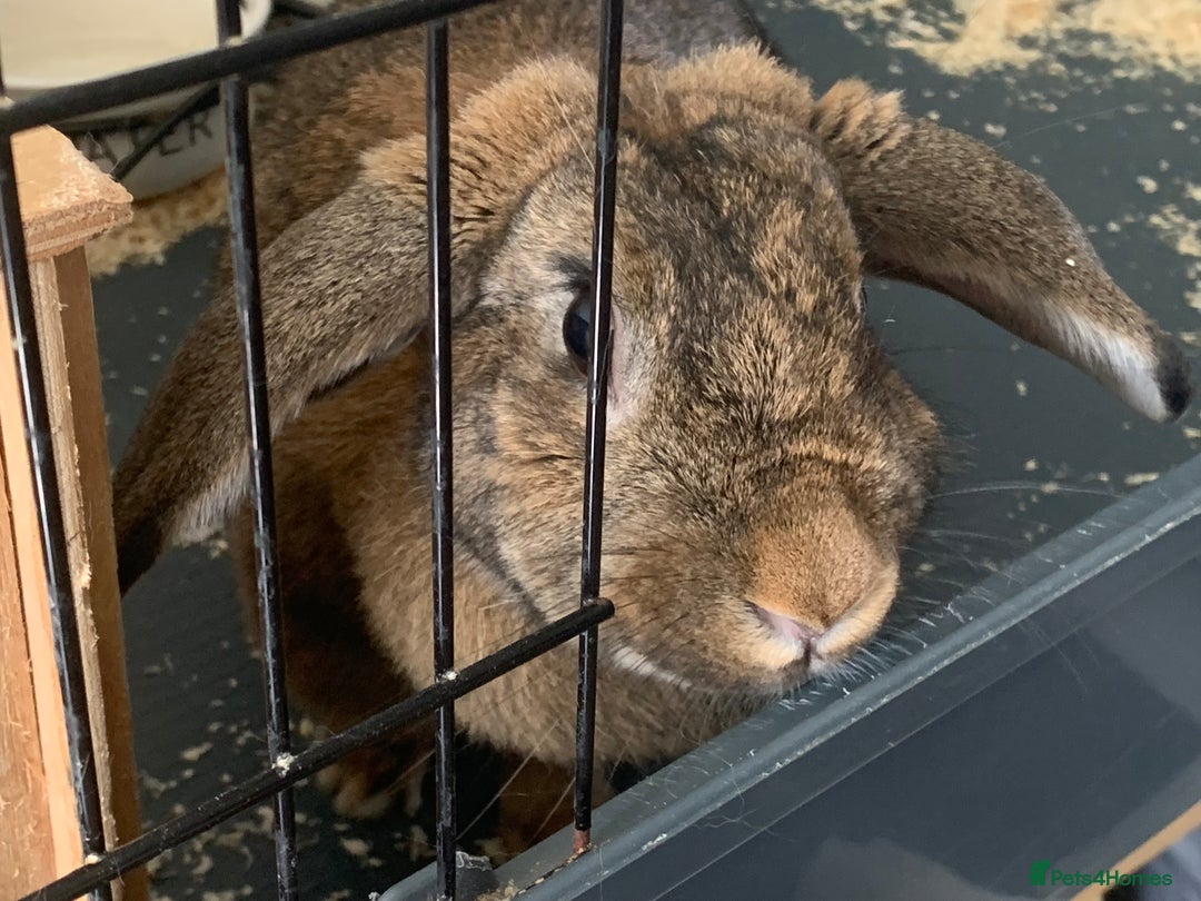 Mixed Breed rabbits for sale: Beautiful Mixed Girl Rabbit  - Image 3