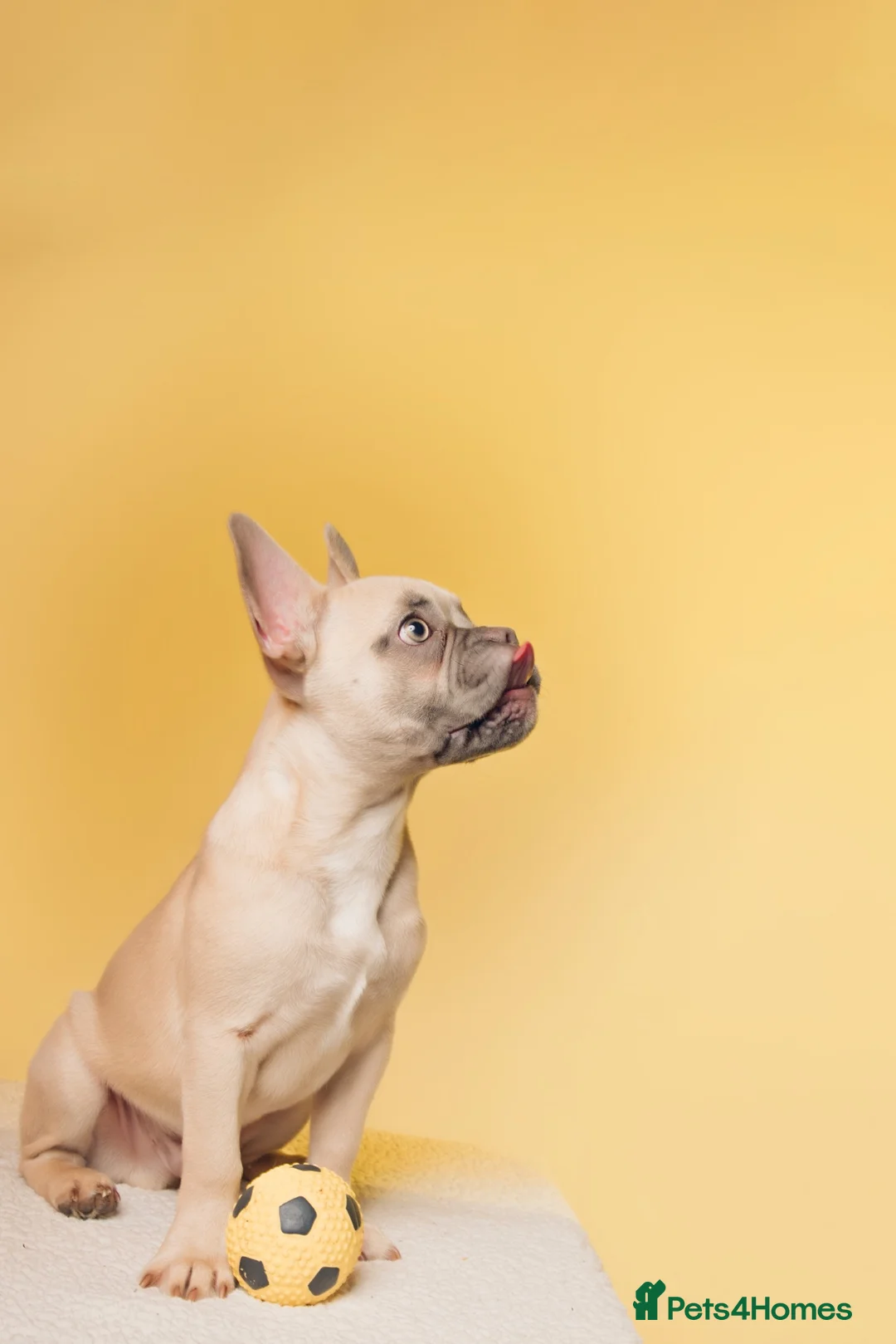 French Bulldog dogs for sale: Beautiful French Bulldog Boy - Advert 6