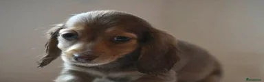 Miniature Dachshund 6