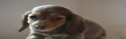 Miniature Dachshund dogs for sale: Stunning Long-haired Miniature Dachshund Puppies in Paisley - Advert 7