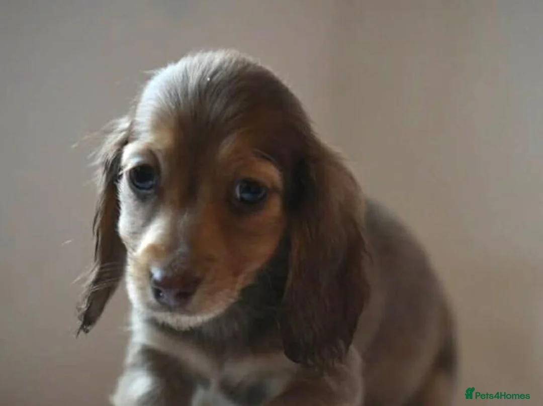 Miniature Dachshund dogs for sale: Stunning Long-haired Miniature Dachshund Puppies in Paisley - Advert 7