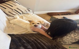 Mixed Breed dogs for adoption: Cynthia - Advert 4