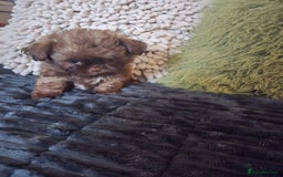 Mixed Breed dogs for sale: Stunning chocolate Shihtzu x Chihuahua Pups  - Advert 5