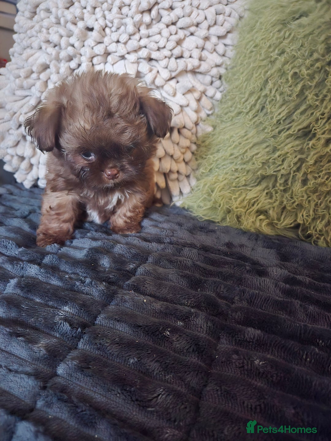 Mixed Breed dogs for sale: Stunning chocolate Shihtzu x Chihuahua Pups  - Advert 5