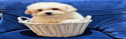 Poochon dogs for sale: READY TO NOW ♥️♥️ - Advert 7