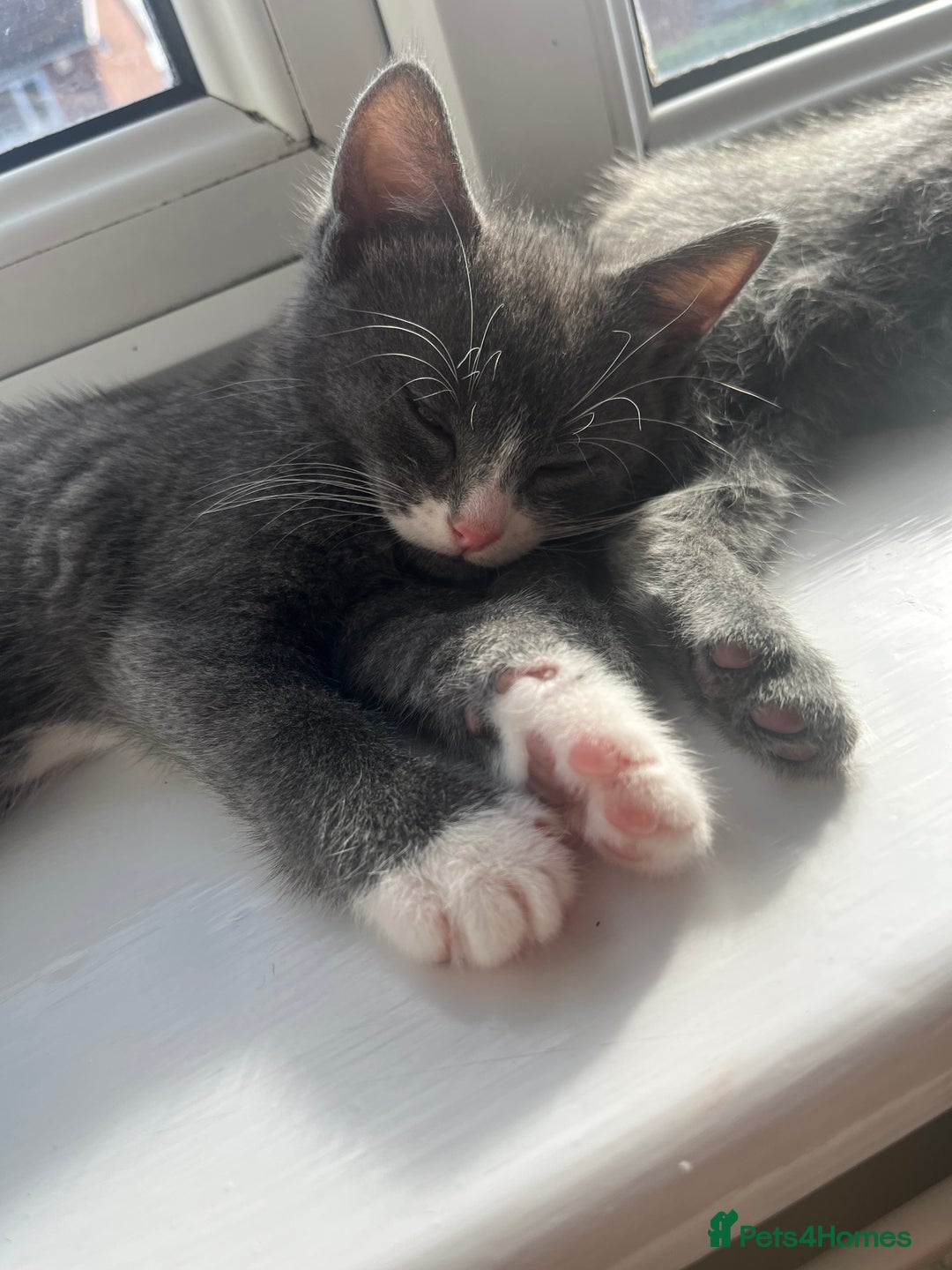 Domestic Shorthair cats for sale: Two kittens left** - Image 5