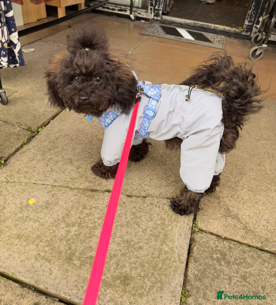 Toy Poodle dogs for sale: 🐾🐩⭐️ASIAN TOY POODLE⭐️ 🐩🐾 - Advert 2
