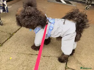 Toy Poodle dogs 🐾🐩⭐️ASIAN TOY POODLE⭐️ 🐩🐾 - Advert 2