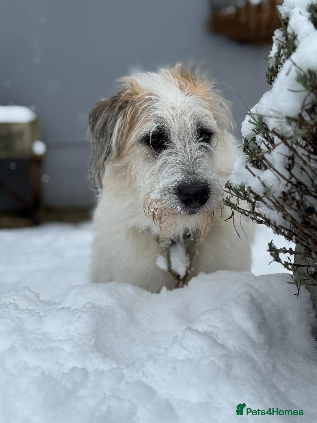 Lurcher dogs for adoption: KALLIE-friendly&playful girl/loves dogs/energetic - Advert 23