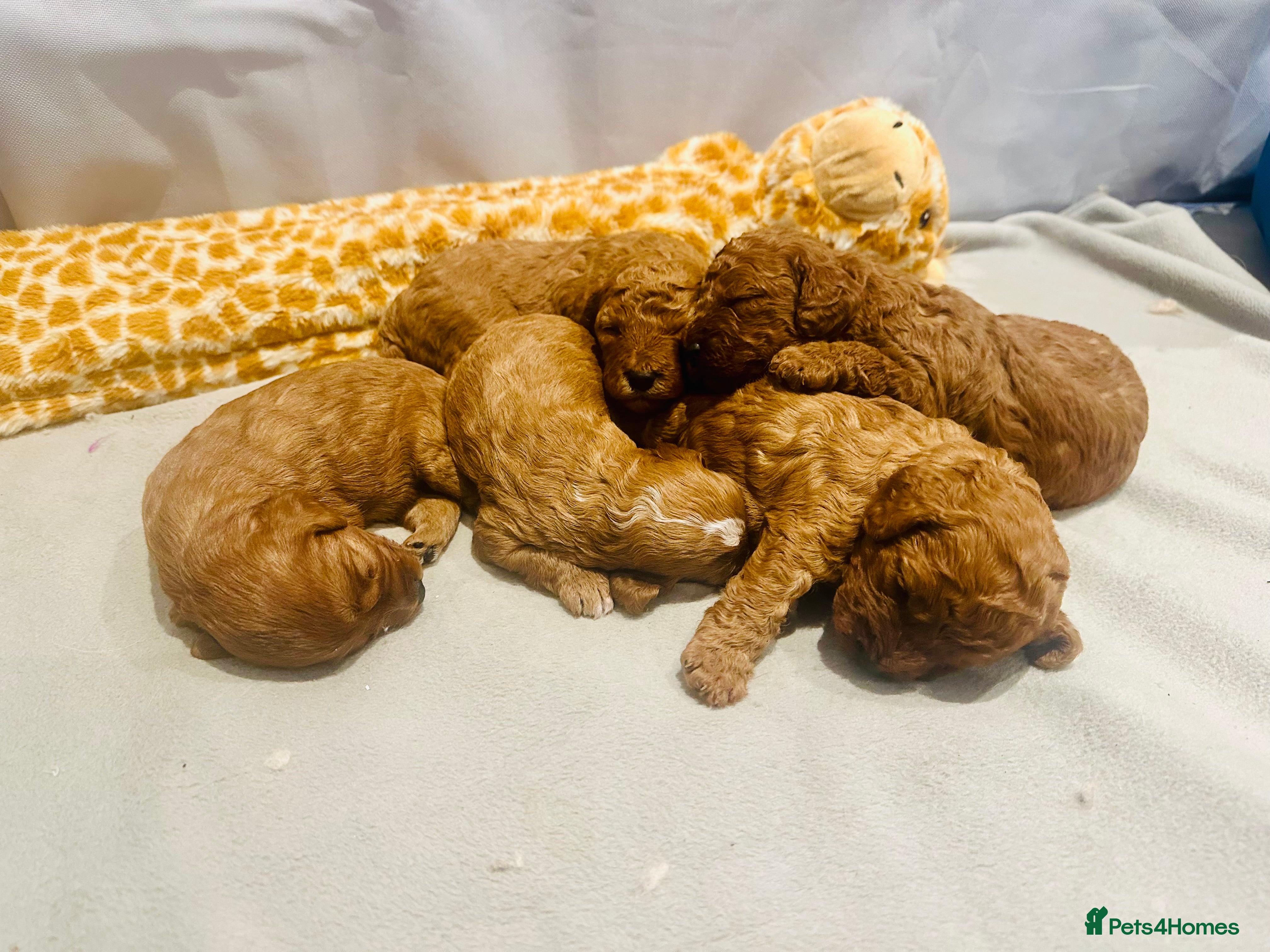 Cavapoo dogs Toy F1b Cavapoo puppies  - Advert 3