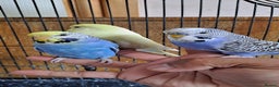 Budgerigars birds for sale: Silly hand tamed baby budgies for sale  - Advert 9