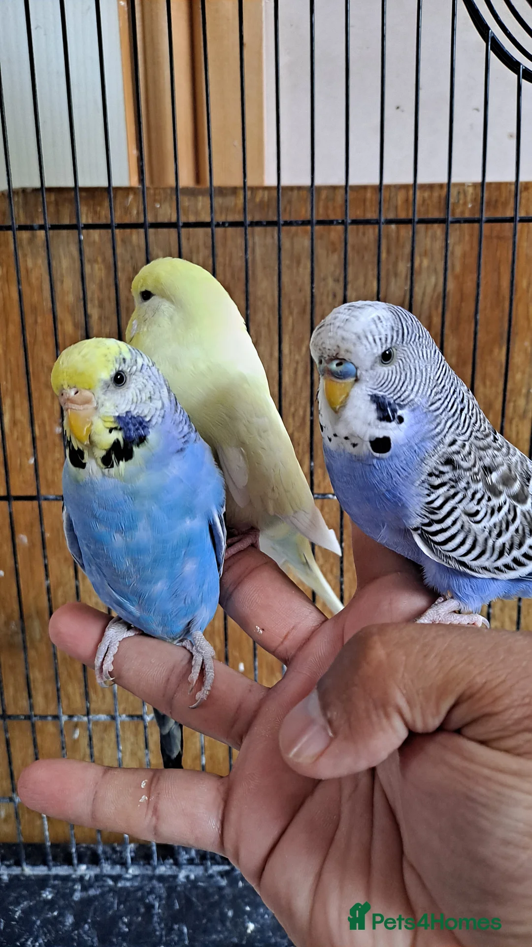 Budgerigars birds for sale: Silly hand tamed baby budgies for sale  - Advert 9