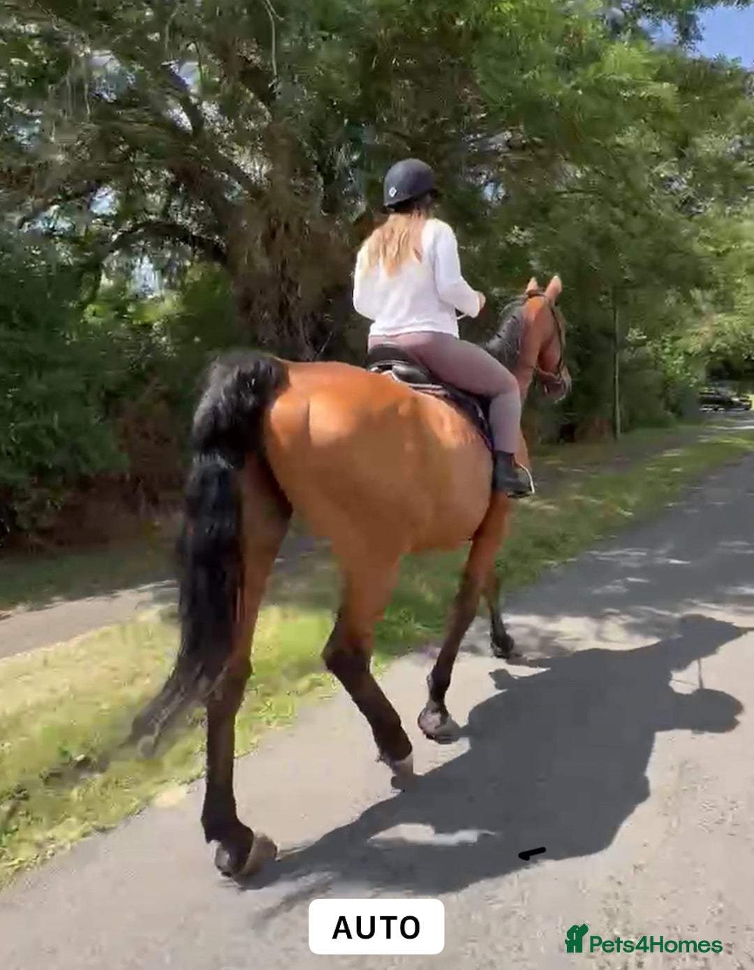 KWPN horses for sale: 17 hand bay kpwn x Irish sport horse  - Image 3