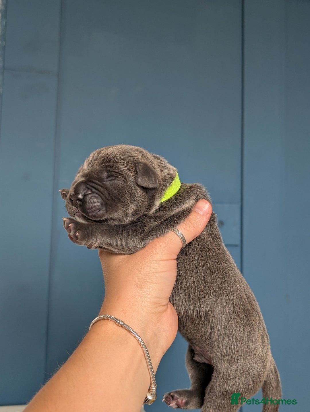 Cane Corso dogs for sale: European cane corsos  - Image 18