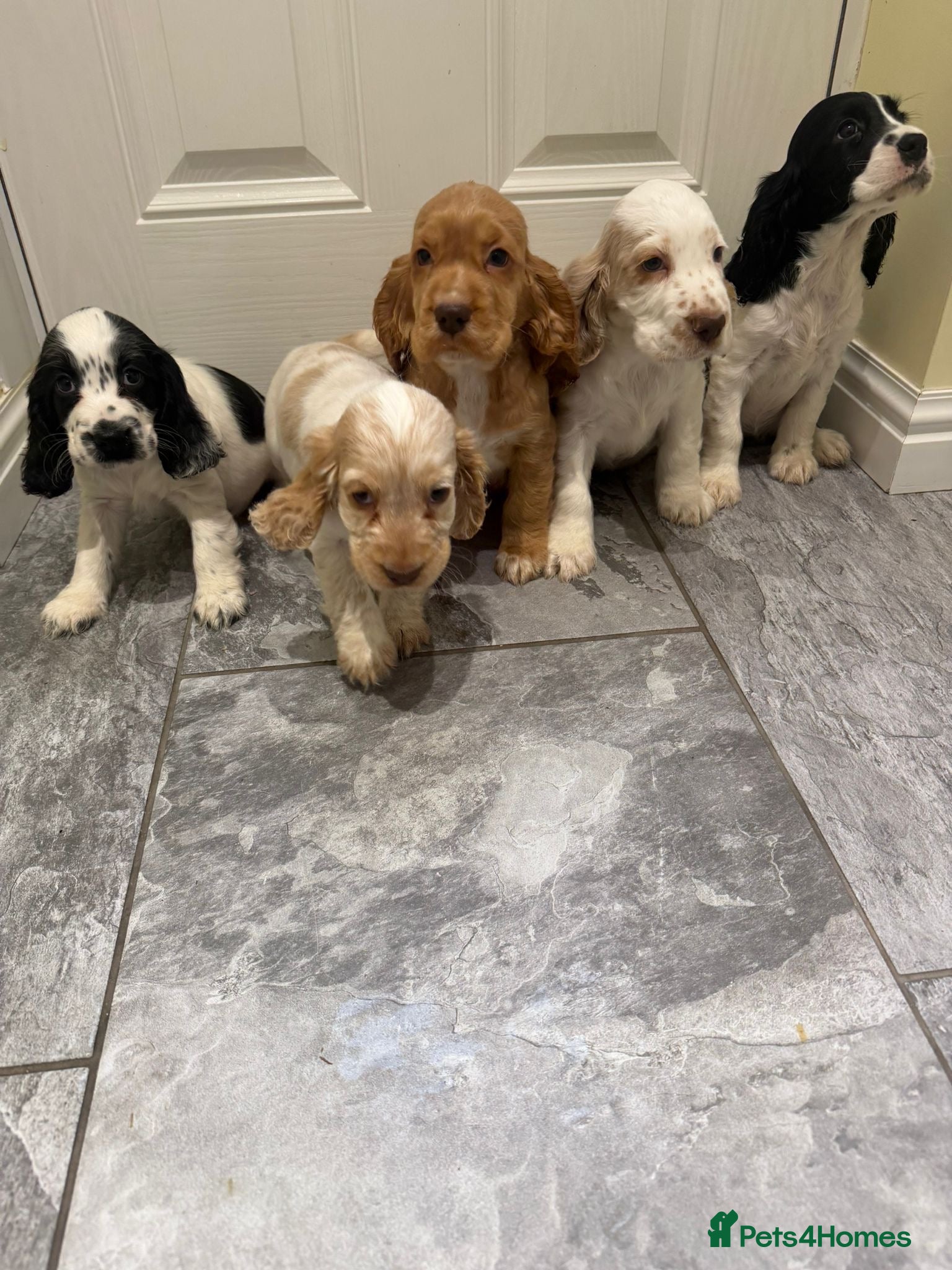 Cocker Spaniel dogs OUTSTANDING ADORABLE SHOW TYPE COCKER SPANIEL  - Advert 17