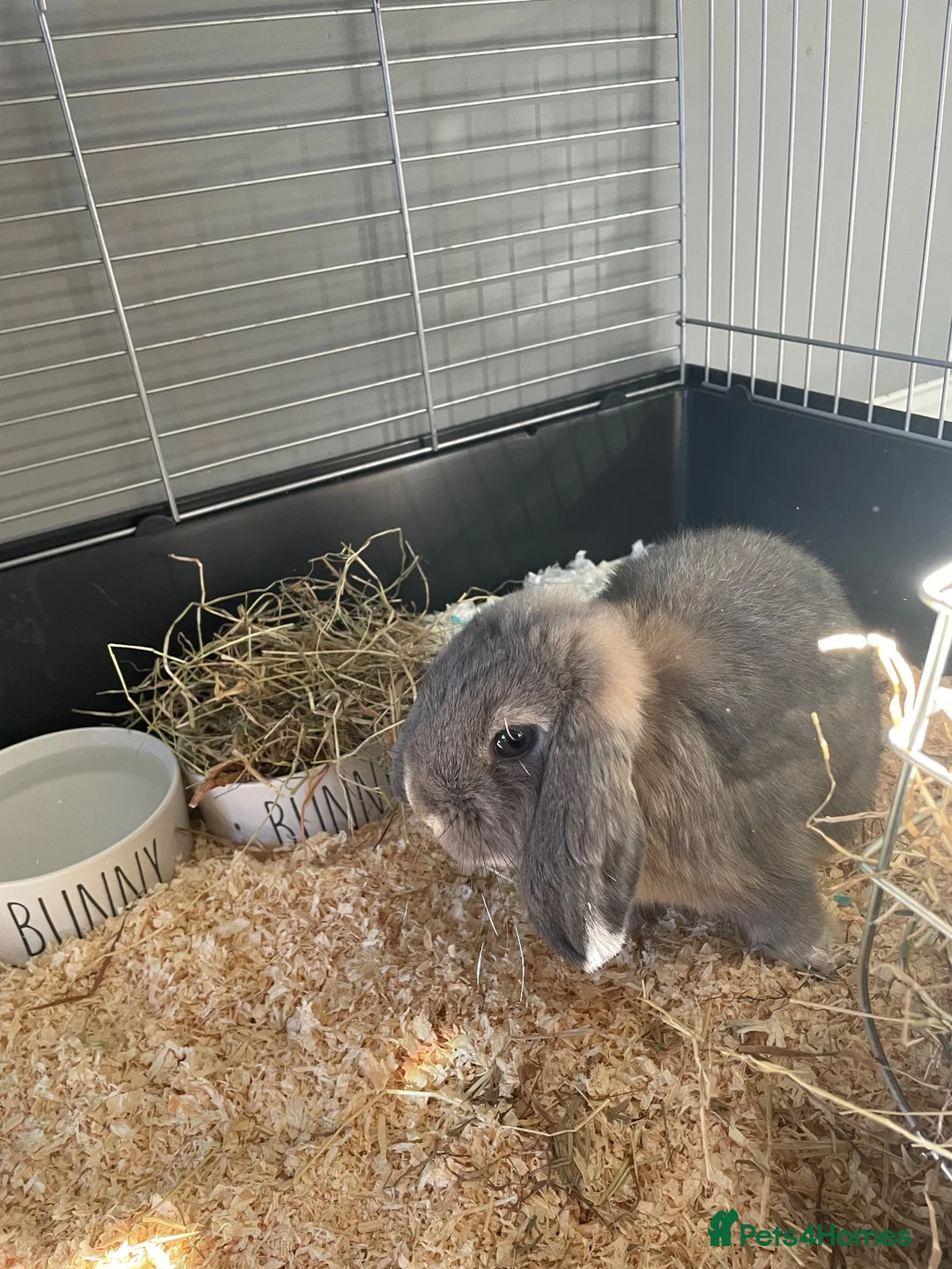Mini Lop rabbits for sale: Mini lop for sale in Reading - Advert 2
