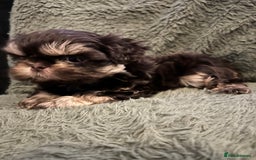 Shih Tzu dogs for sale: A lovely litter of Shih Tzu pups - Image 7