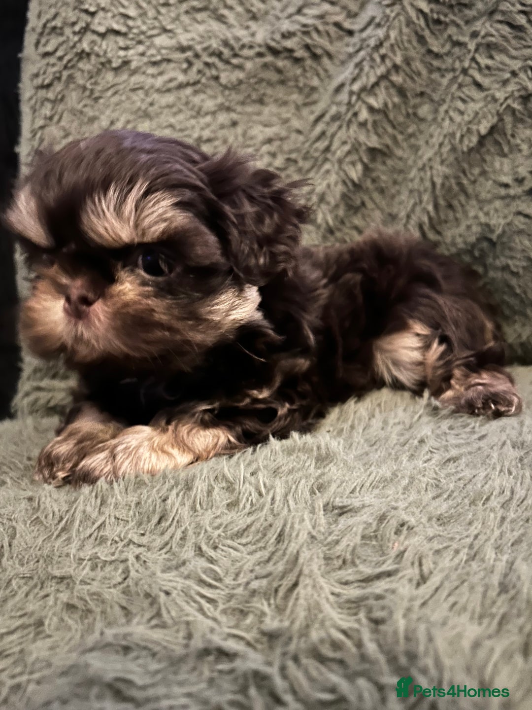Shih Tzu dogs for sale: A lovely litter of Shih Tzu pups - Image 7