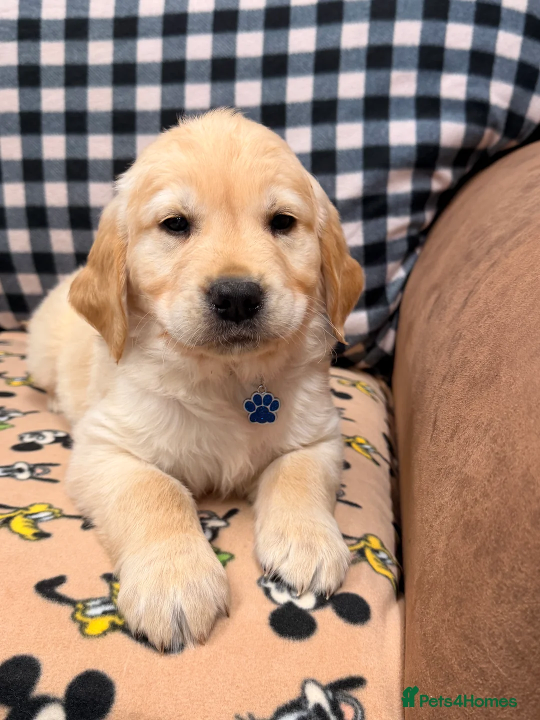 Golden Retriever dogs for sale: 🐶Fluffy bears looking for forever home💕💕 ! - Advert 12