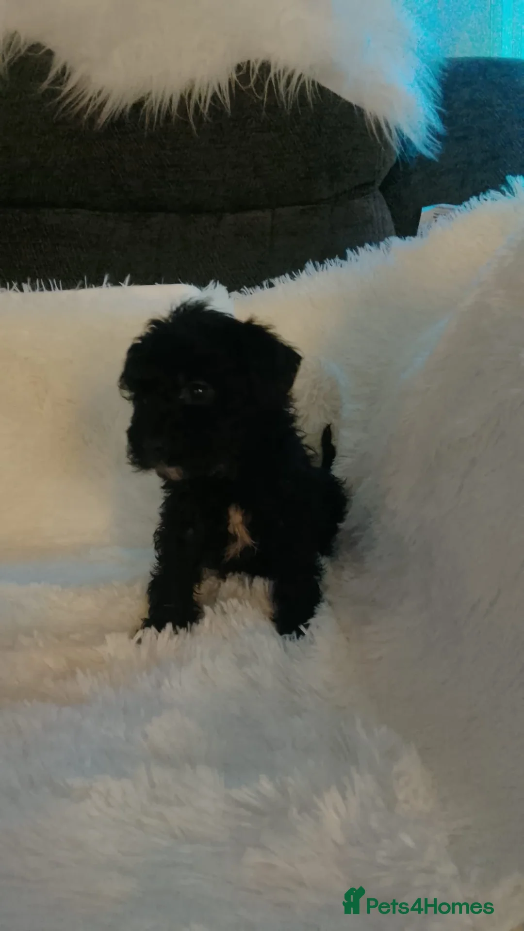 Cockapoo dogs for sale: Beautiful cockapoos - Advert 1