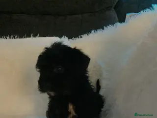 Cockapoo dogs Beautiful cockapoos - Advert 2