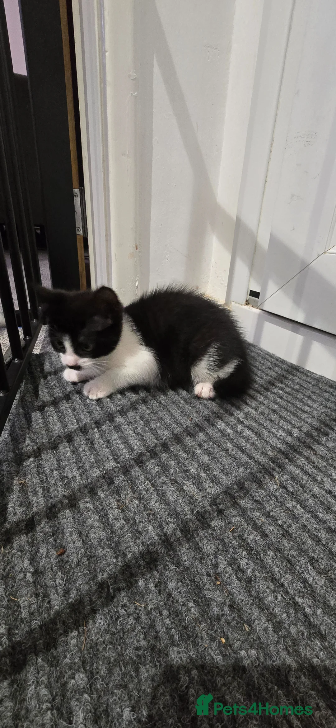 Mixed Breed cats for sale: Black and white male ready to go  - Advert 2