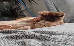 British Shorthair cats for sale: British shorthair kittens  - Image 16