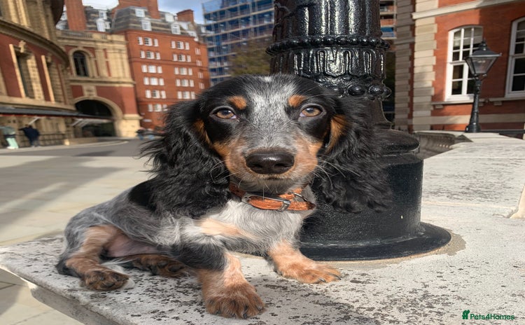 Dachshund dogs - Advert 1