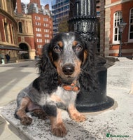 Dachshund dogs - Advert 3