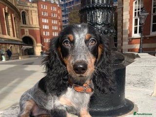 Dachshund dogs - Advert 10