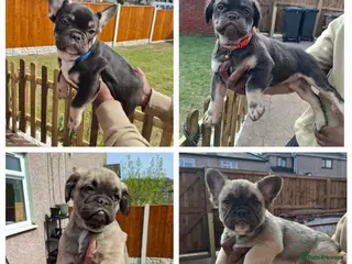 French Bulldog dogs Exotic coloured visual fluffy frenchies - Advert 12
