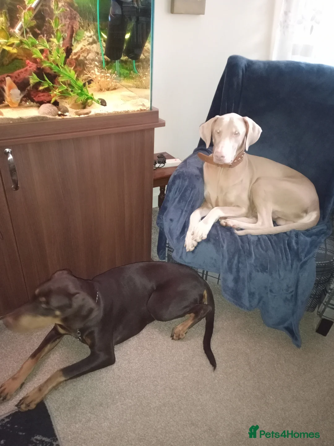 Dobermann dogs for sale: White/ luisiastic albino male doberman  in Bathgate - Advert 4