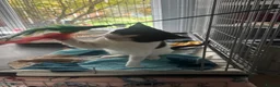 Domestic Shorthair cats for adoption: Keira - Adopt Cats in Crisis East London - Advert 3