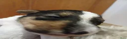 Fox Terrier dogs for sale: Wire haired fox terrier pups based in Kent in Gravesend - Advert 14